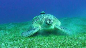 TURTLE